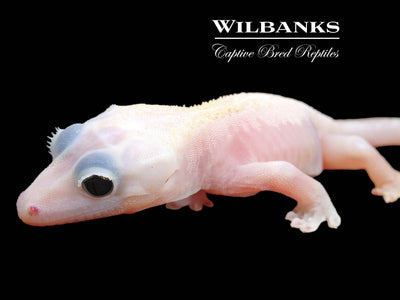 Super Fire aka Black Eyed Leucistic Crested Gecko ♀ '24