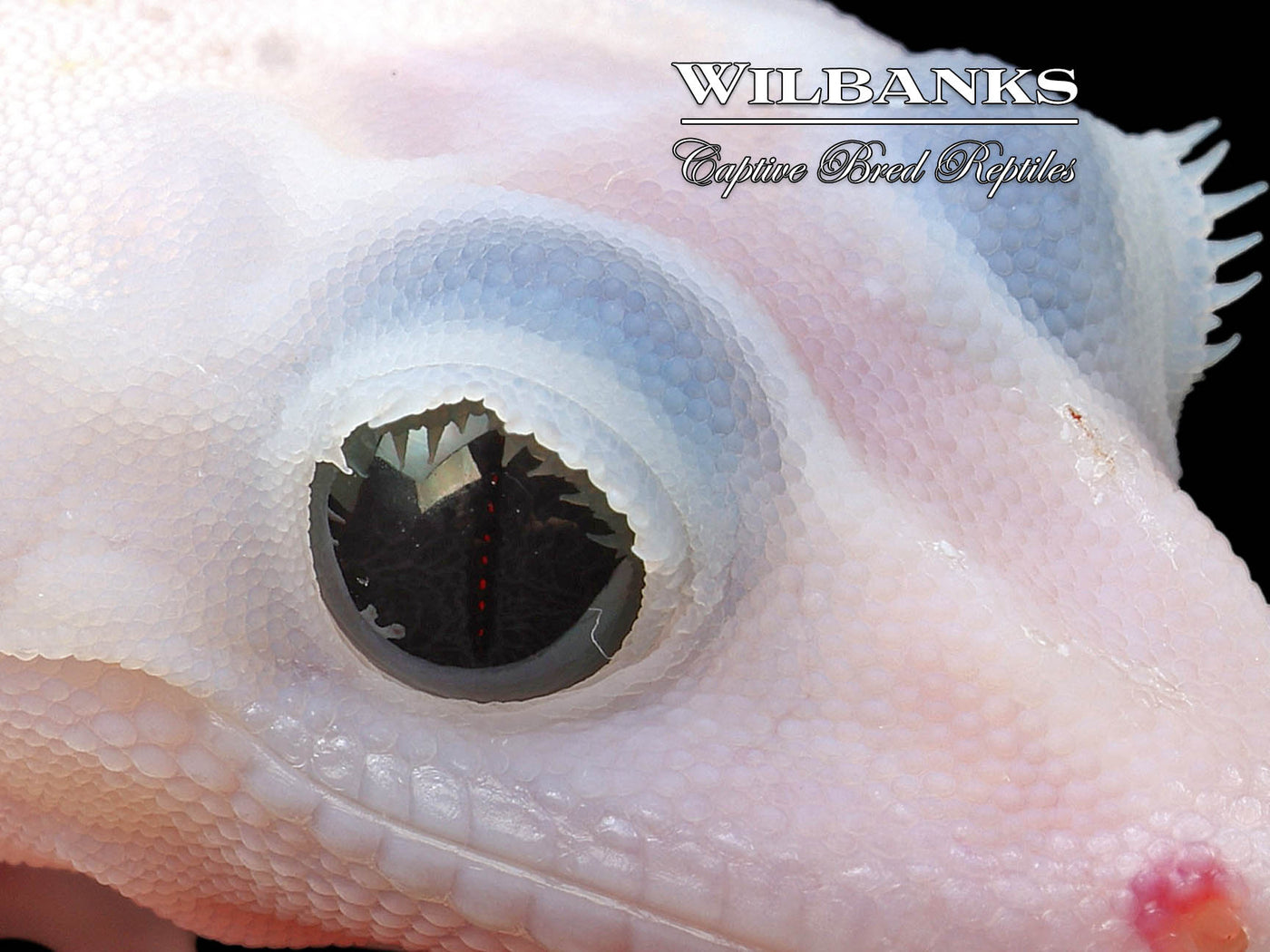 Super Fire aka Black Eyed Leucistic Crested Gecko ♀ '24