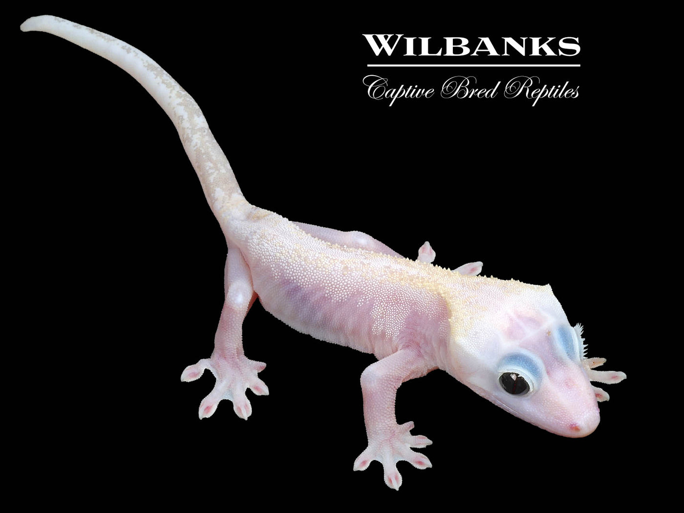 Super Fire aka Black Eyed Leucistic Crested Gecko ♂ '24