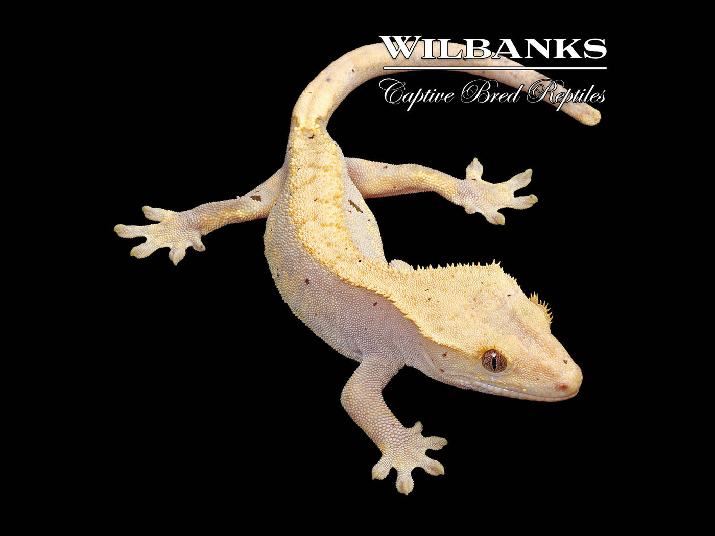 Fire (100% Guaranteed Het. Black Eyed Leucistic) Crested Gecko ♂ '24