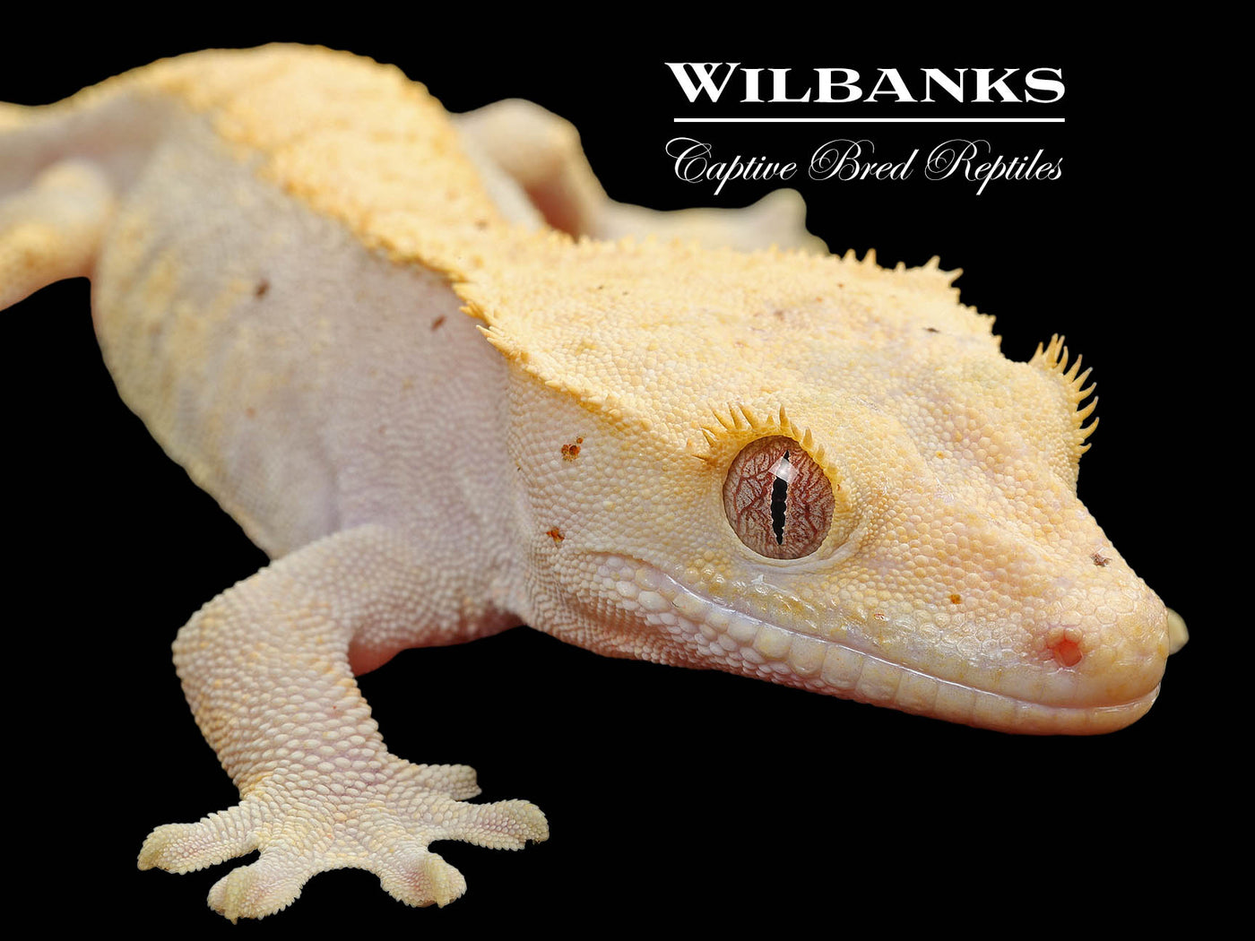 Fire (100% Guaranteed Het. Black Eyed Leucistic) Crested Gecko ♂ '24