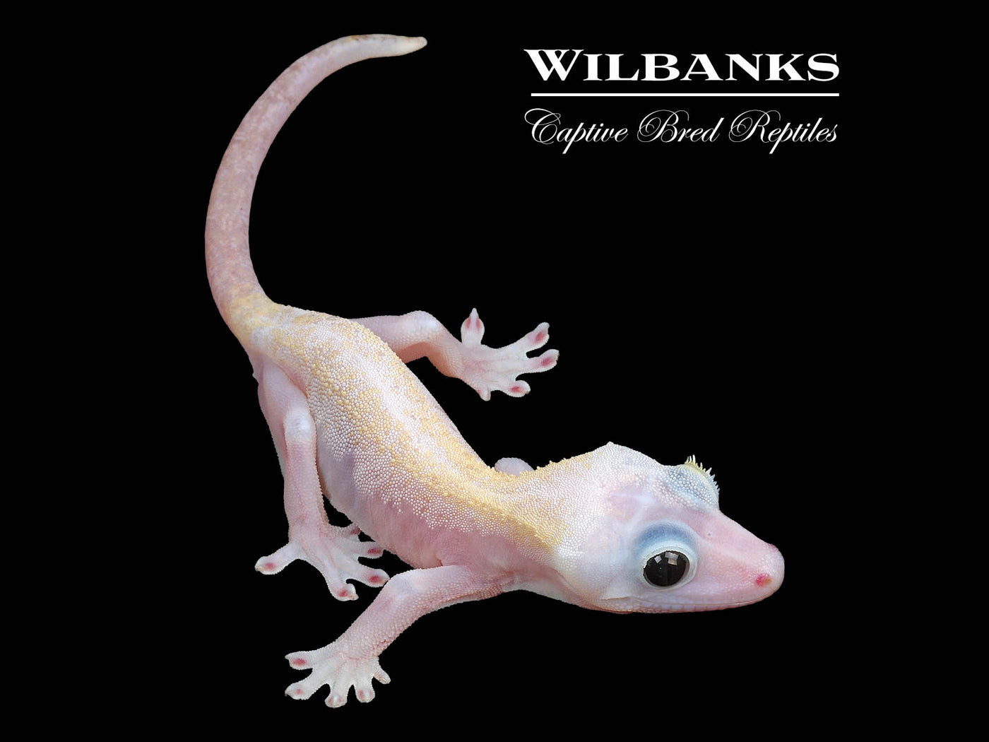 Super Fire aka Black Eyed Leucistic Crested Gecko ♂ '24