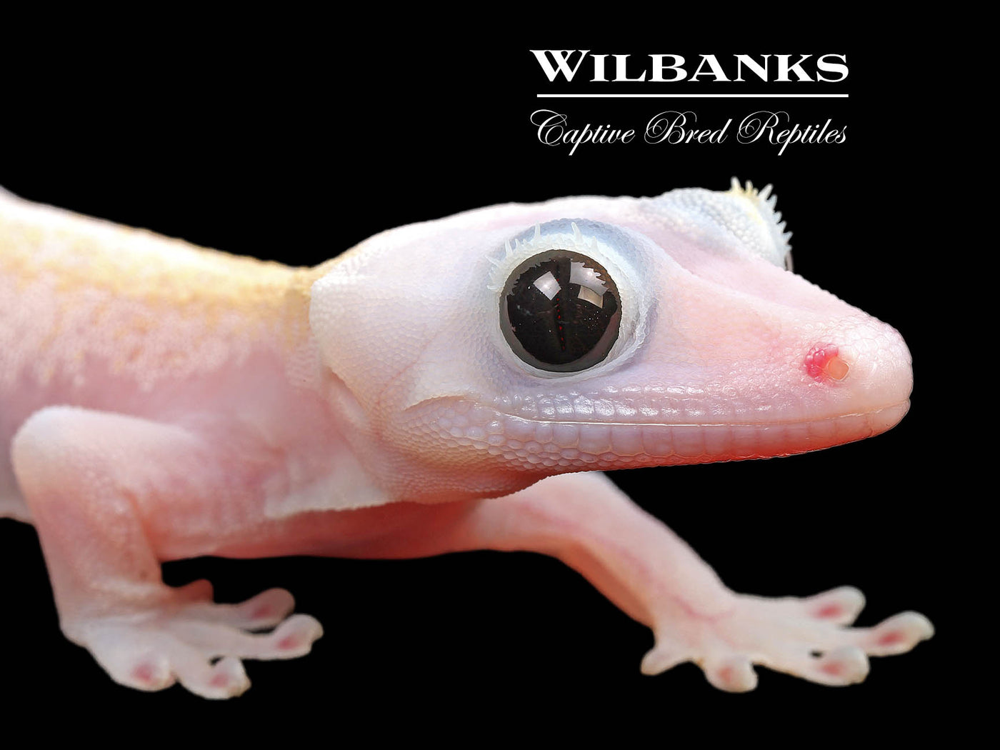 Super Fire aka Black Eyed Leucistic Crested Gecko ♂ '24