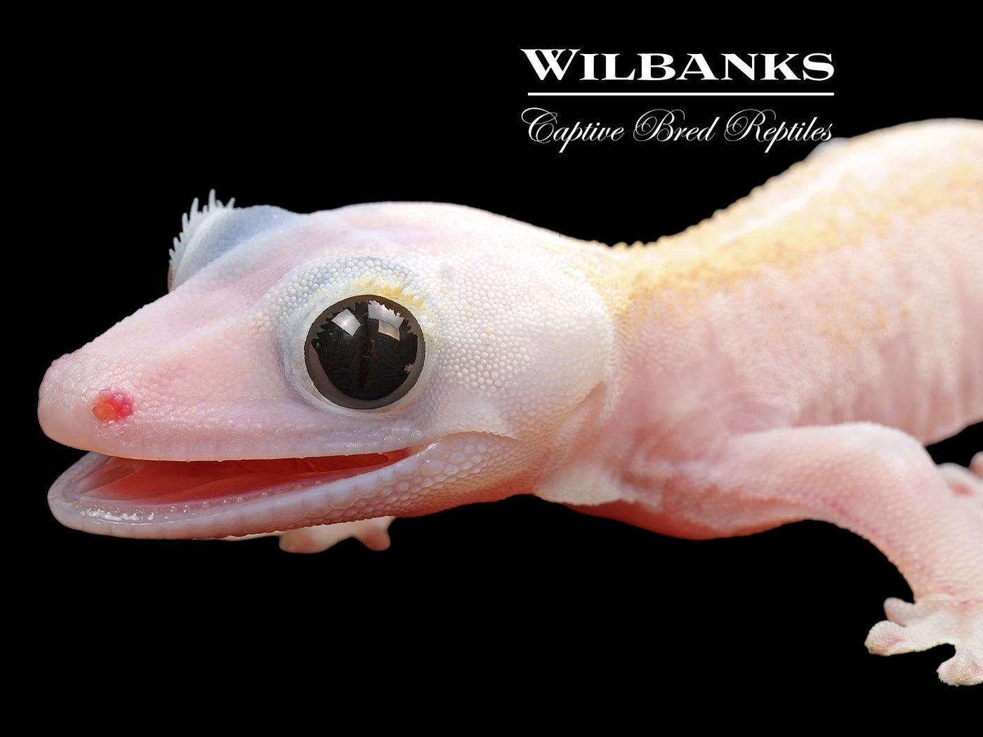 Super Fire aka Black Eyed Leucistic Crested Gecko ♂ '24