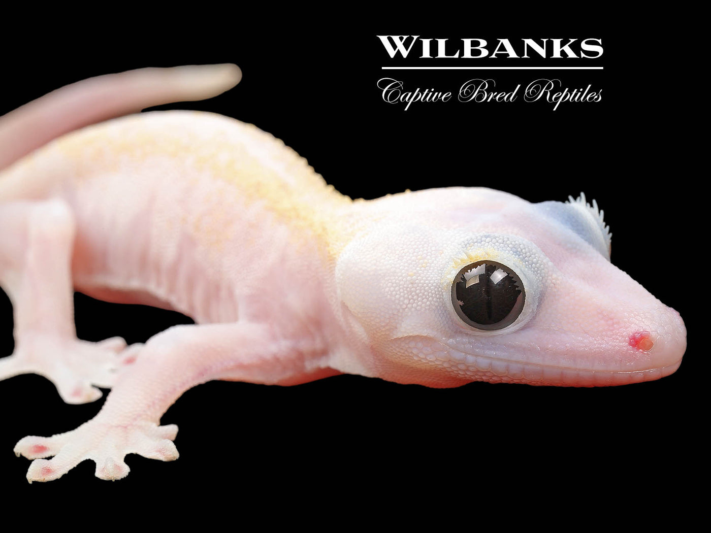 Super Fire aka Black Eyed Leucistic Crested Gecko ♂ '24