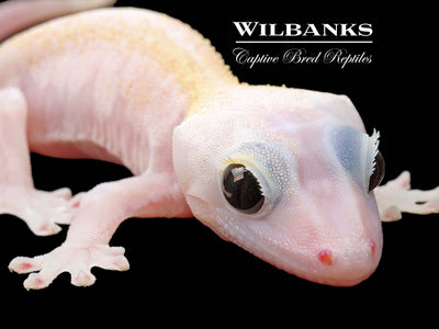 Super Fire aka Black Eyed Leucistic Crested Gecko ♂ '24