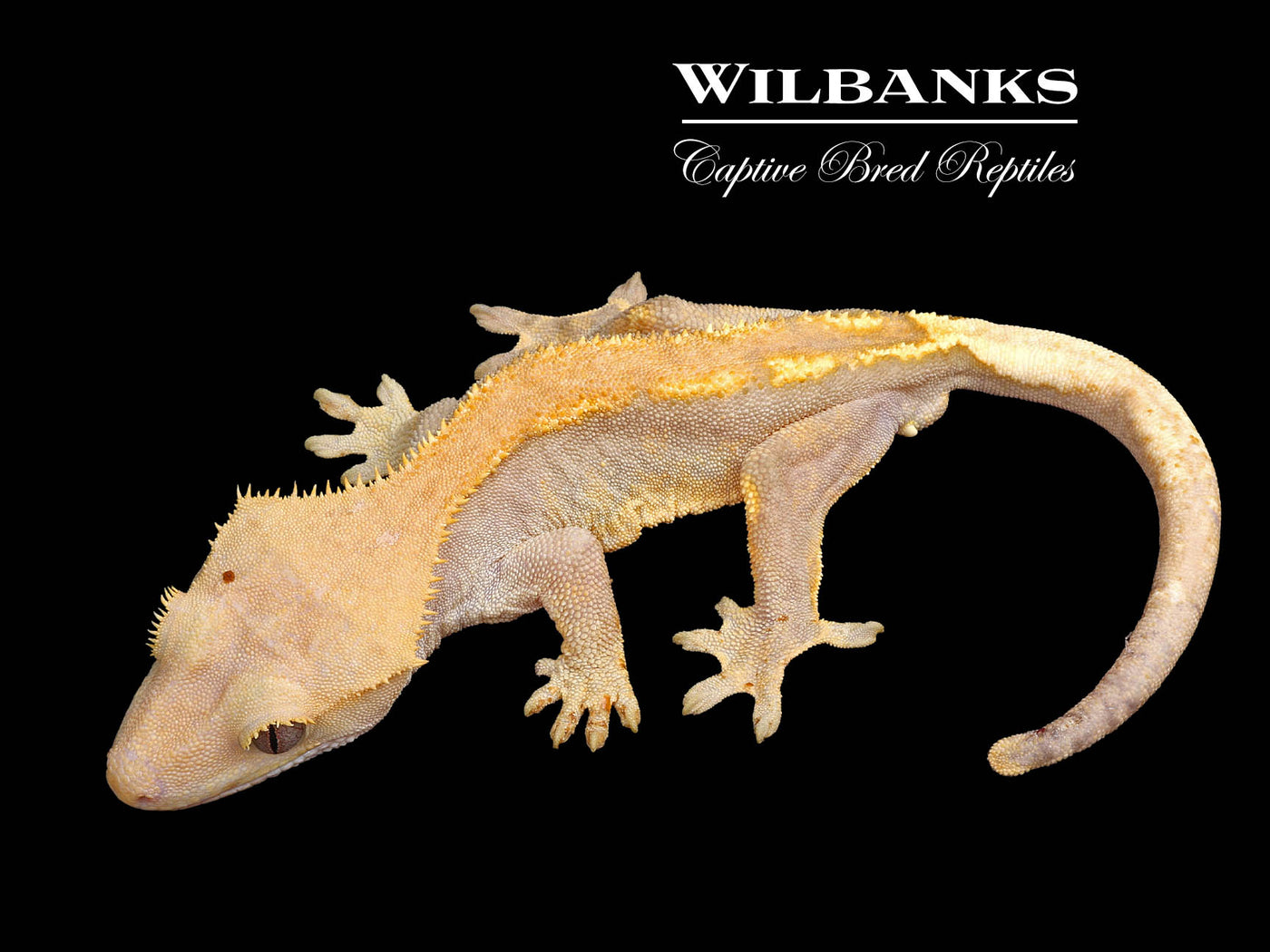 Fire (100% Guaranteed Het. Black Eyed Leucistic) Crested Gecko ♂ '24