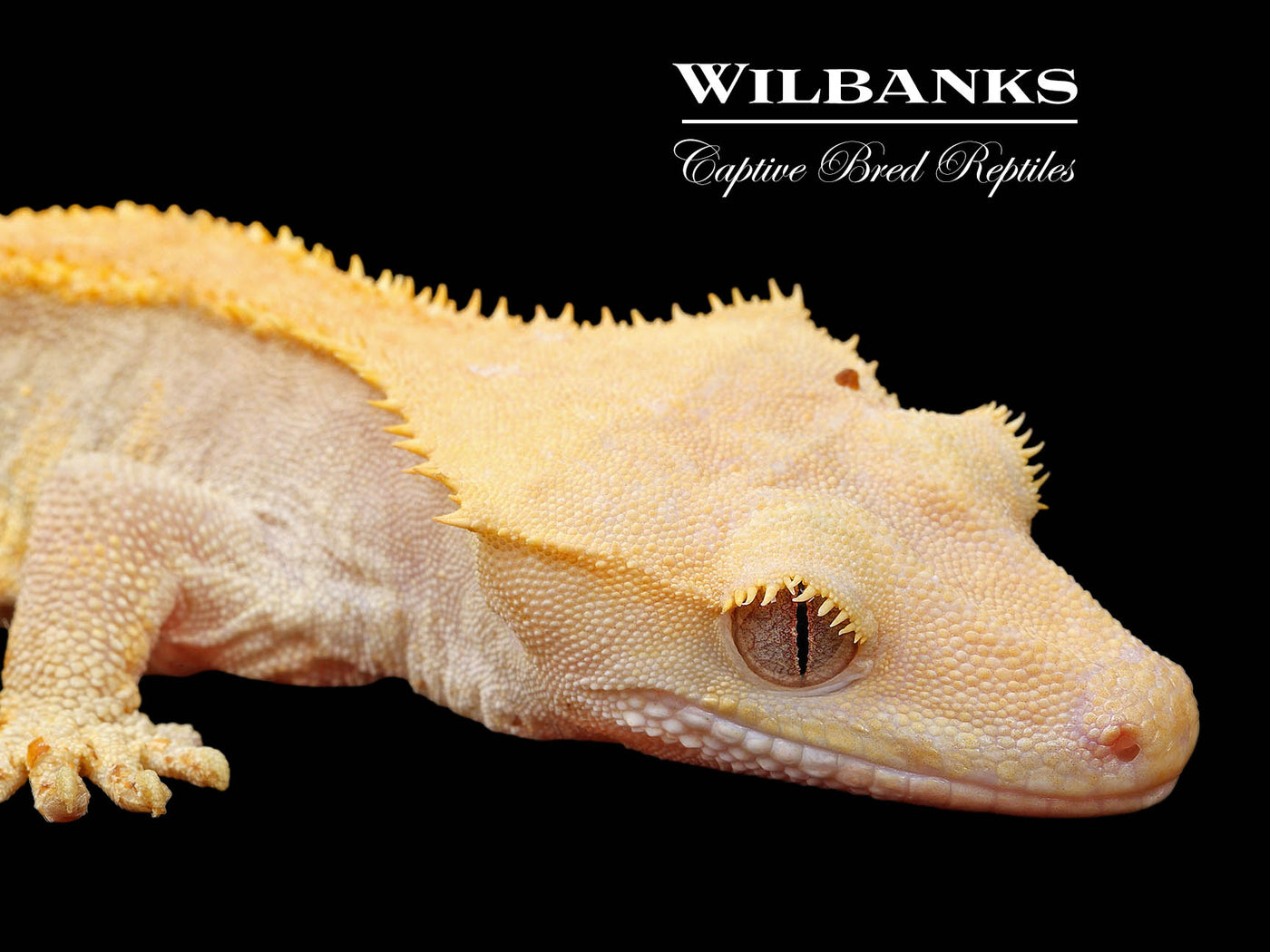 Fire (100% Guaranteed Het. Black Eyed Leucistic) Crested Gecko ♂ '24