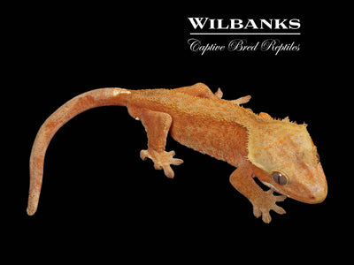 Fire (100% Guaranteed Het. Black Eyed Leucistic) Crested Gecko ♂ '24