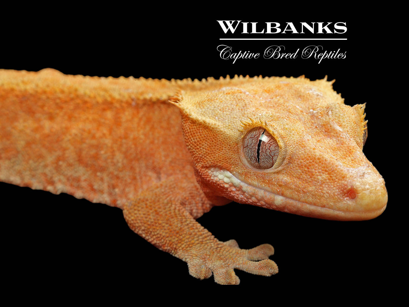 Fire (100% Guaranteed Het. Black Eyed Leucistic) Crested Gecko ♂ '24