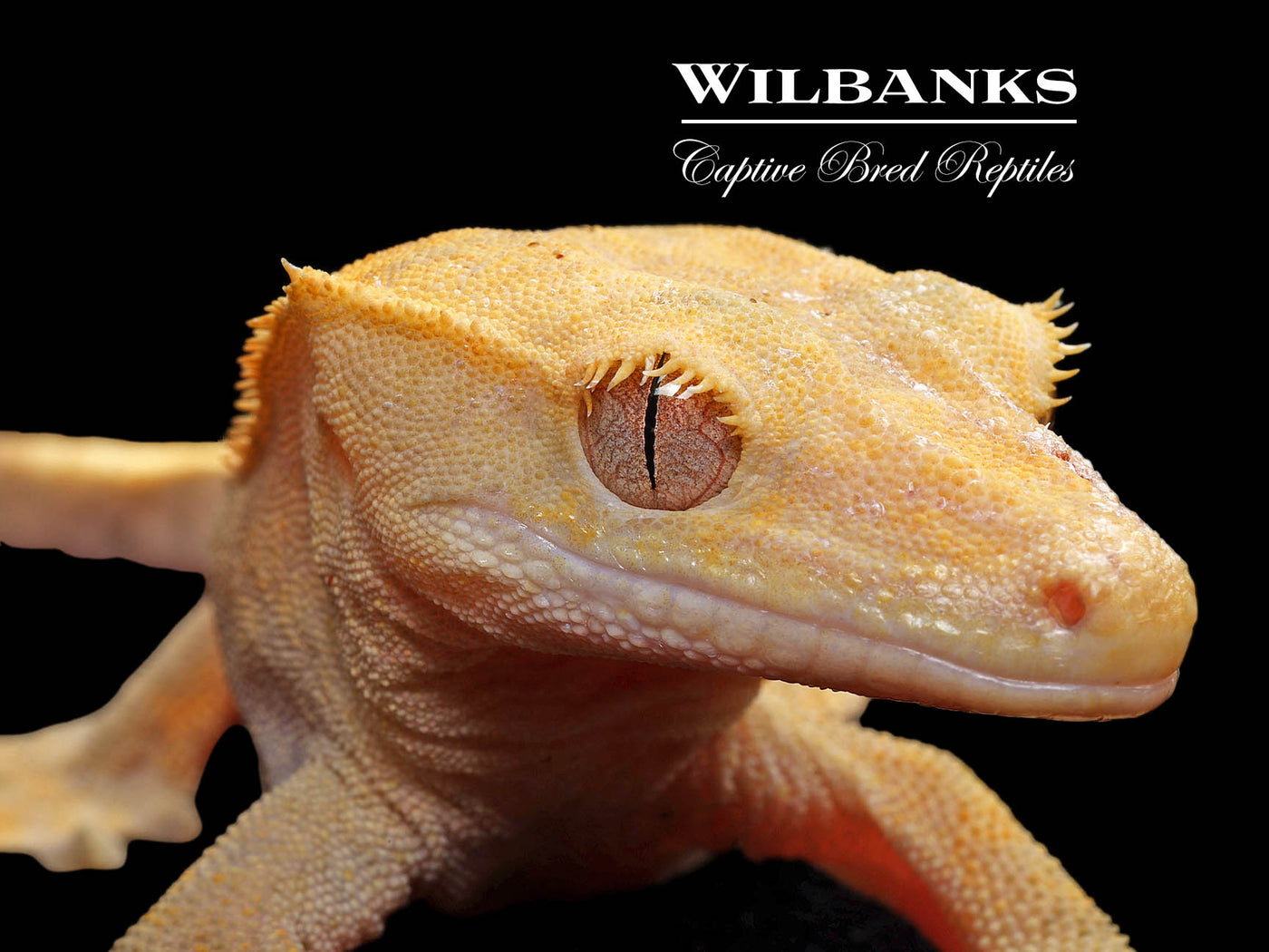 Fire (100% Guaranteed Het. Black Eyed Leucistic) Crested Gecko ♂ '24