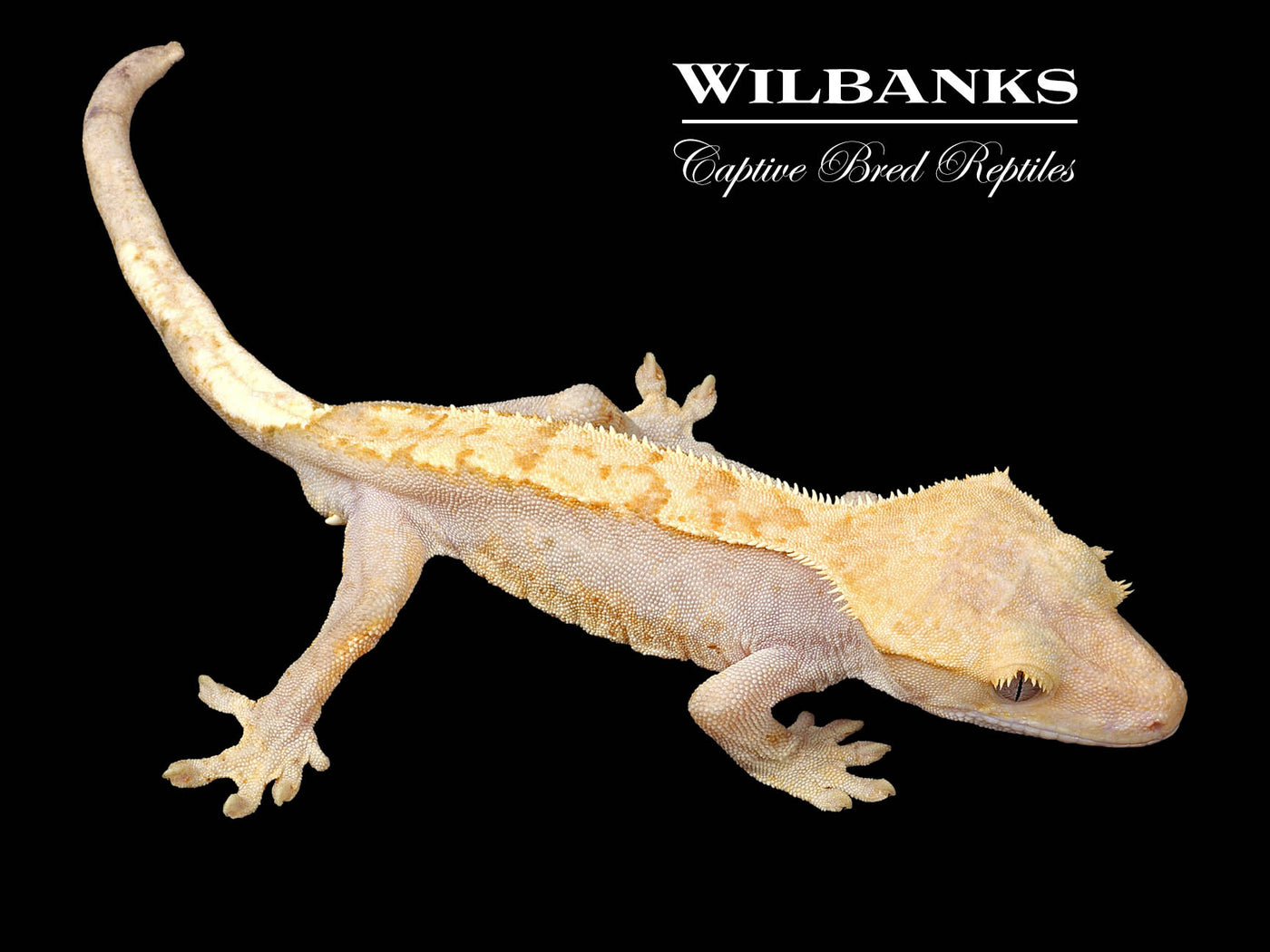 Fire (100% Guaranteed Het. Black Eyed Leucistic) Crested Gecko ♂ '24