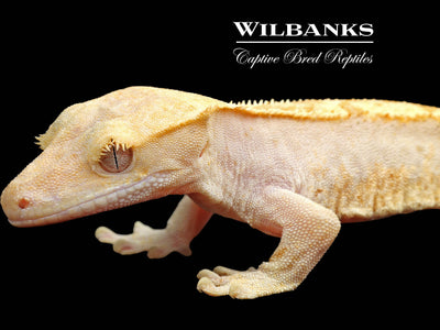 Fire (100% Guaranteed Het. Black Eyed Leucistic) Crested Gecko ♂ '24