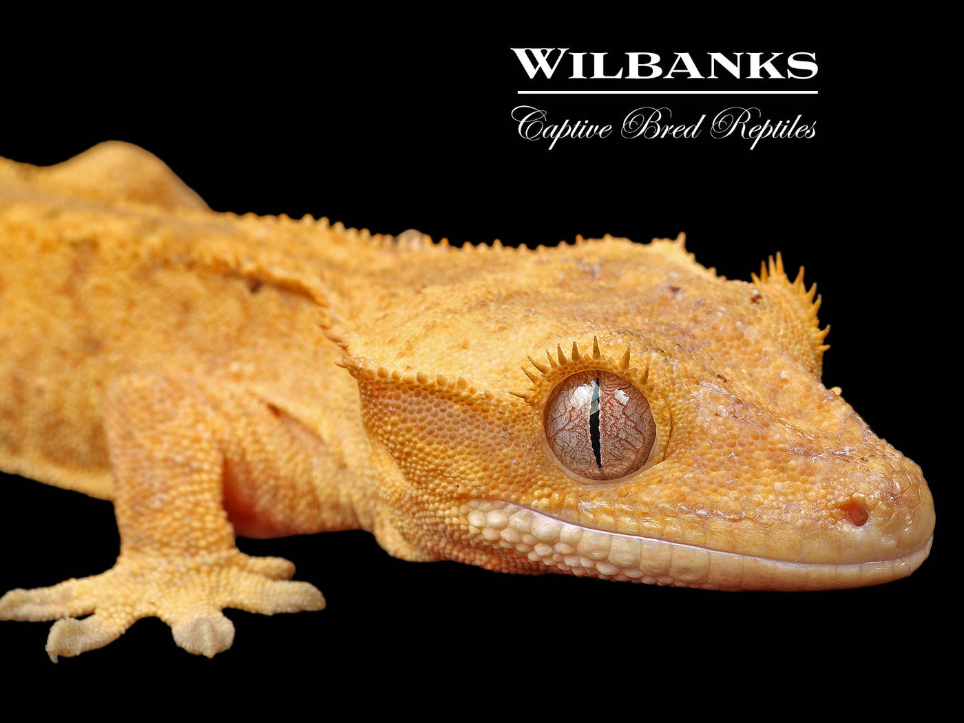 Fire (100% Guaranteed Het. Black Eyed Leucistic) Crested Gecko ♂ '24