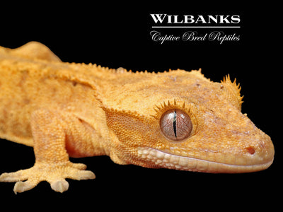 Fire (100% Guaranteed Het. Black Eyed Leucistic) Crested Gecko ♂ '24