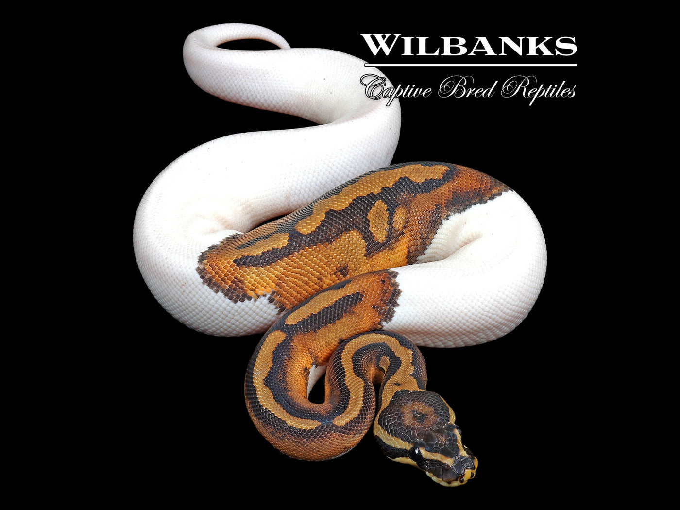 Pied Ball Python ♀ '24