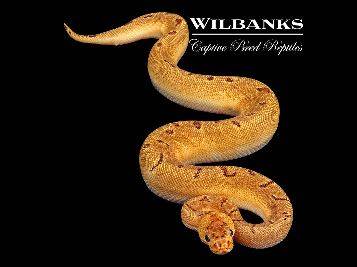 Enchi Pinstripe Yellow Belly Clown Ball Python ♀ '24