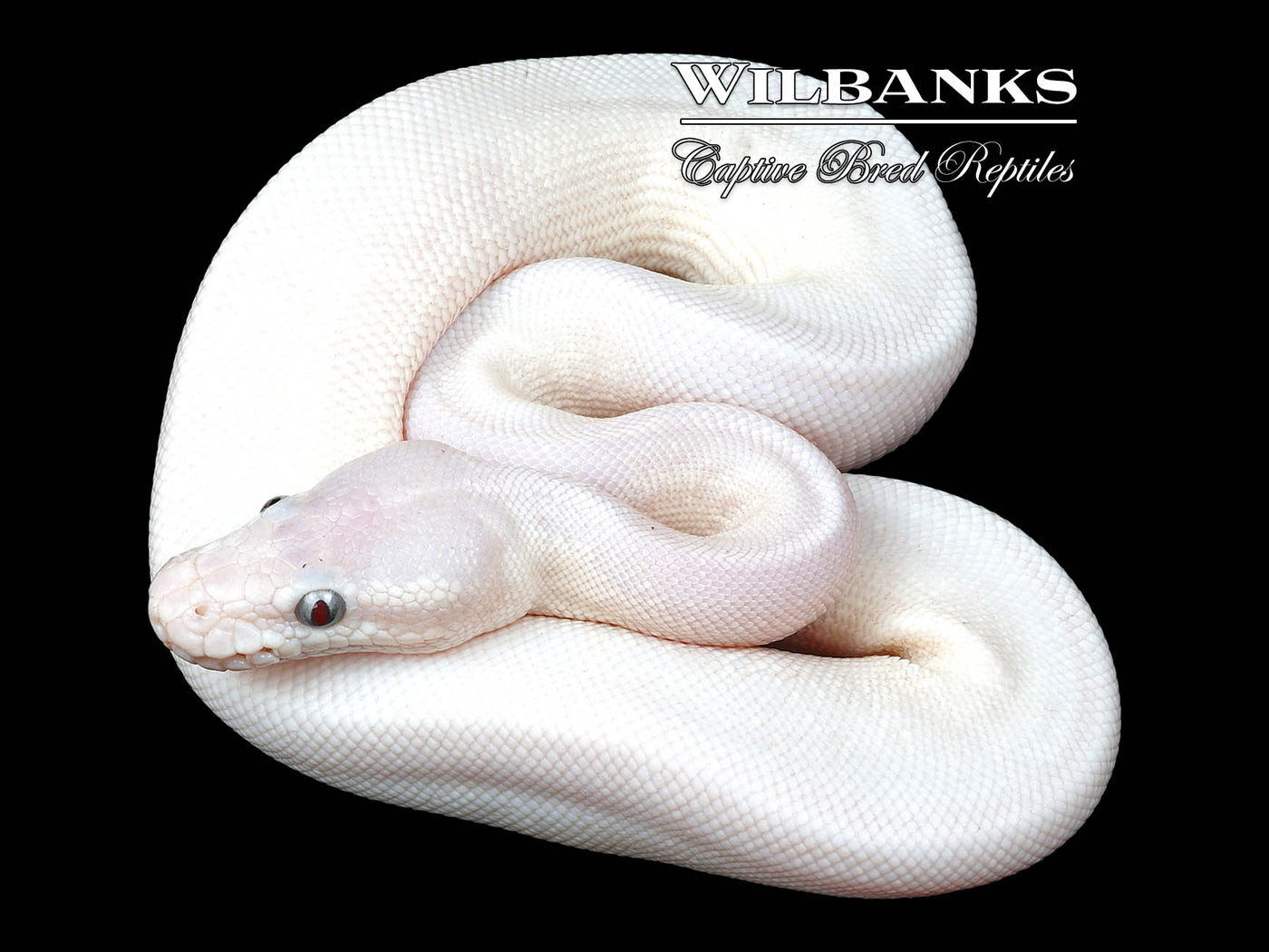 Blue Eyed Leucistic (Super Mojave) Ball Python ♂ '24