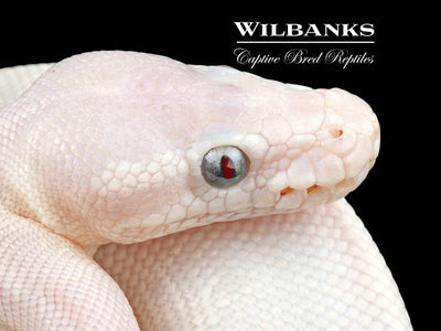 Blue Eyed Leucistic (Super Mojave) Ball Python ♂ '24