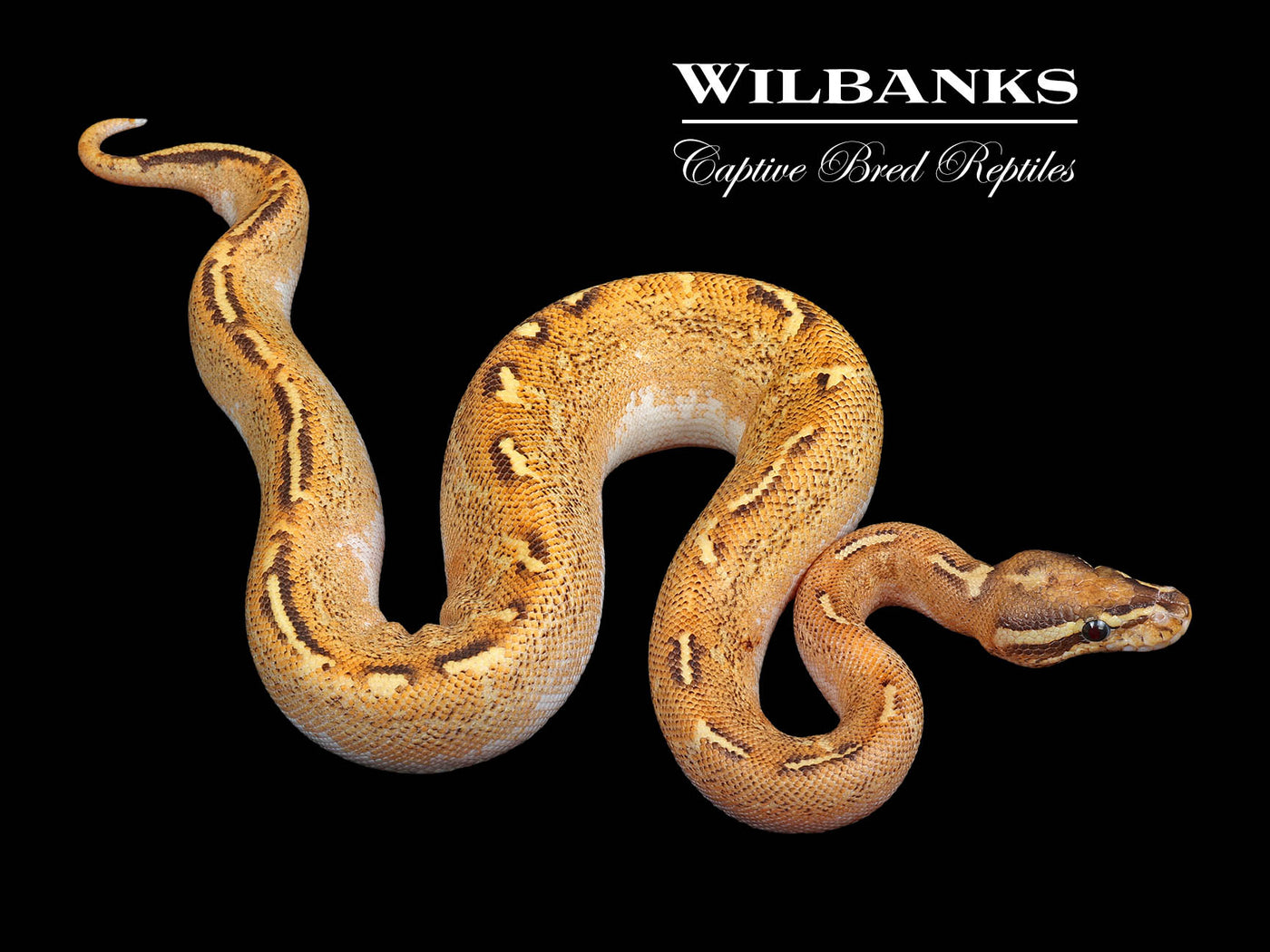 Freeway Sugar Ball Python ♂ '24