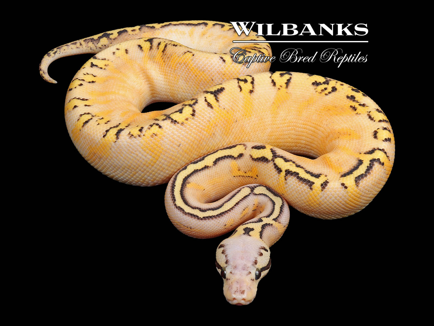 Freeway Super GHI Super Pastel Ball Python ♀ '24