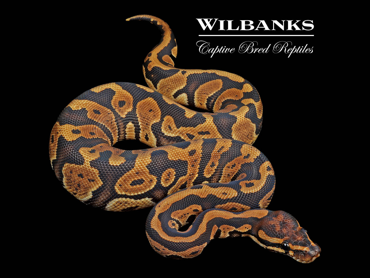 Special Acid Ball Python ♀ '24