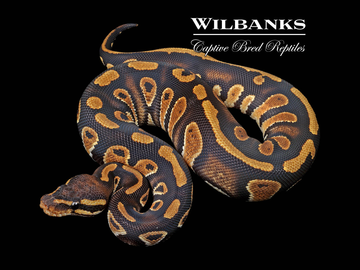 Stranger 66% PH Pied Ball Python ♀ '24