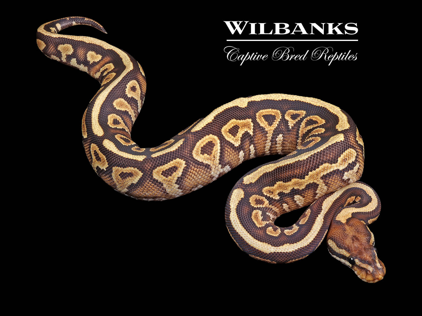 Mojave Spotnose Yellow Belly Ball Python ♀ '24