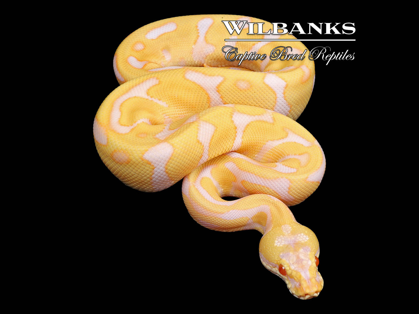 Albino Leopard Enchi Ball Python ♂ '24