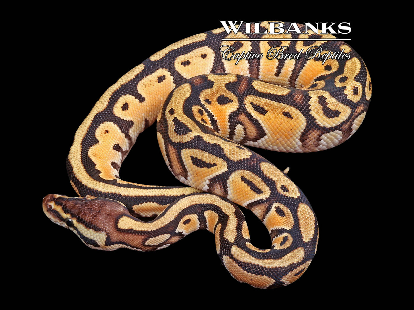 Pastel Orange Dream Specter Ball Python ♂ '24