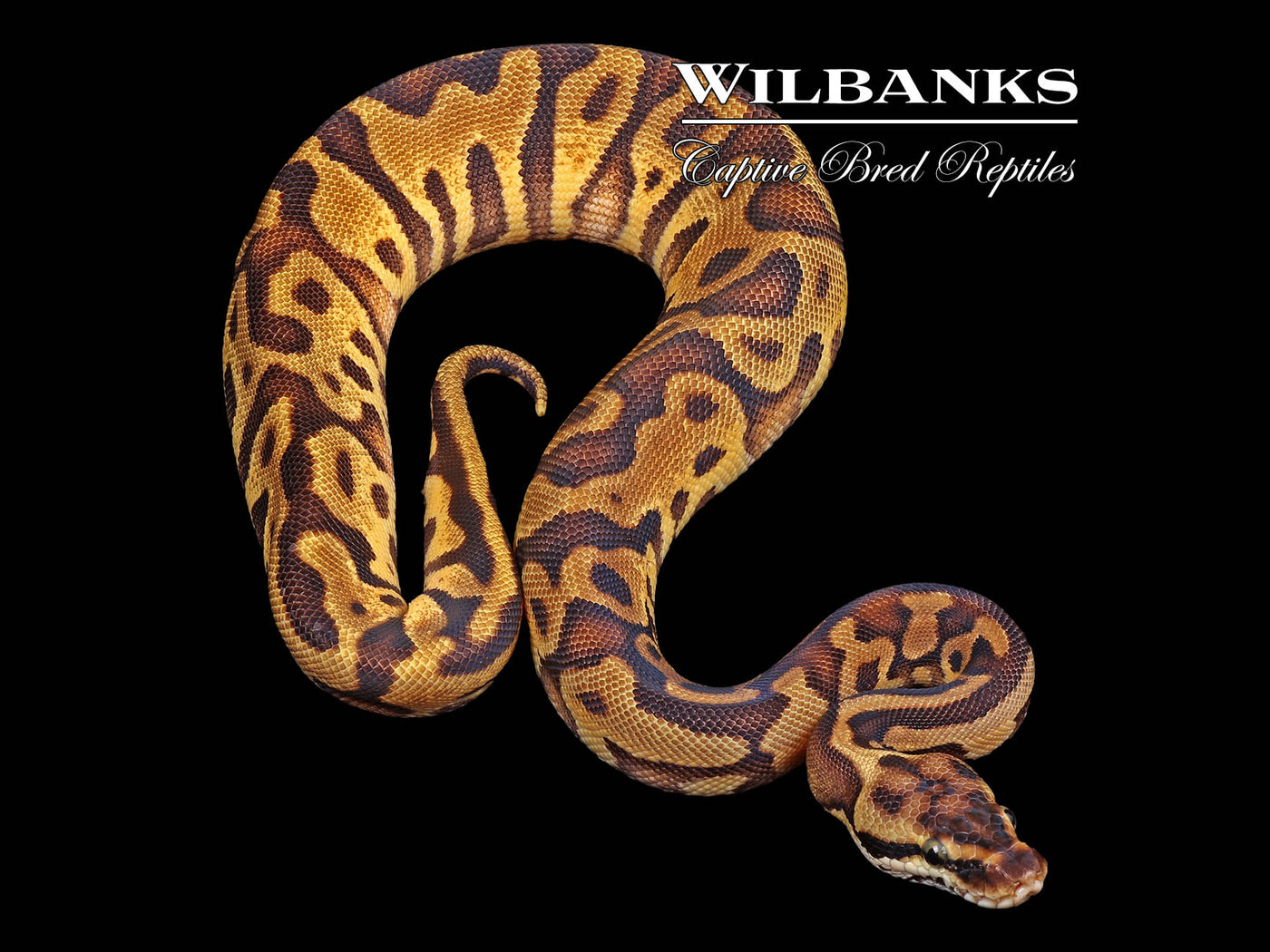 Pastel Leopard Enchi Yellow Belly or Gravel Ball Python ♀ '24