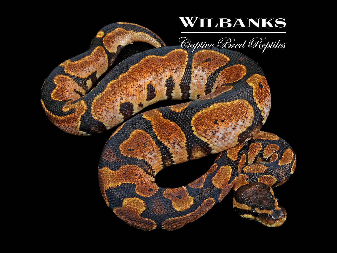 Sugar Ball Python ♂ '24