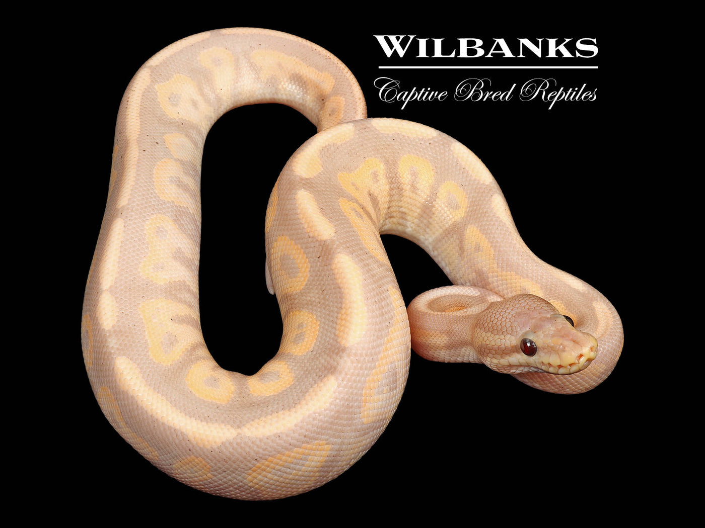 Banana Cinnamon Fire Ball Python ♂ '24