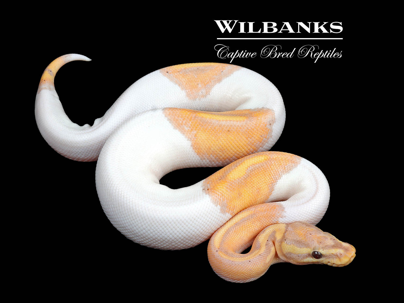 Banana Pied Ball Python ♂ '24