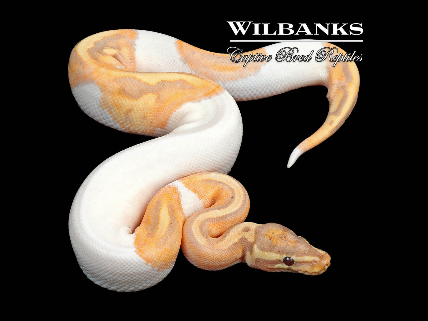 Banana Pied Ball Python ♂ '24