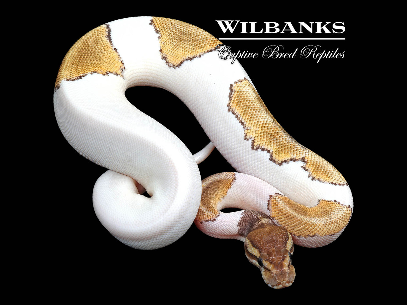 Mojave Pied Ball Python ♀ '24