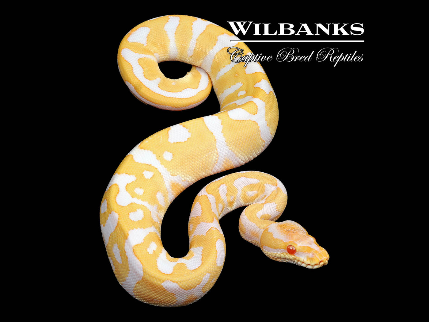 Albino Leopard Ball Python ♀ '24