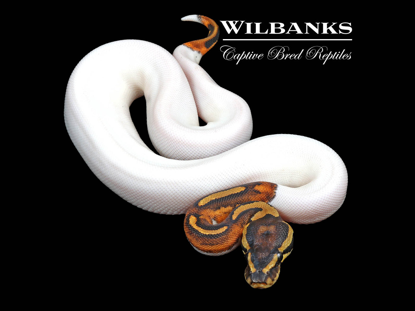 Pied Ball Python ♀ '24