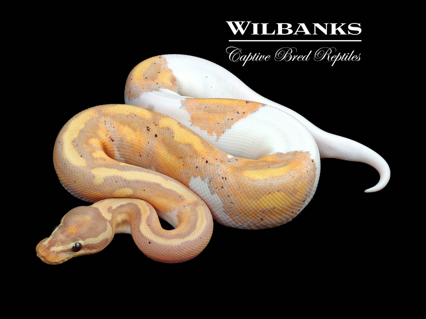 Banana Pied Ball Python ♂ '24