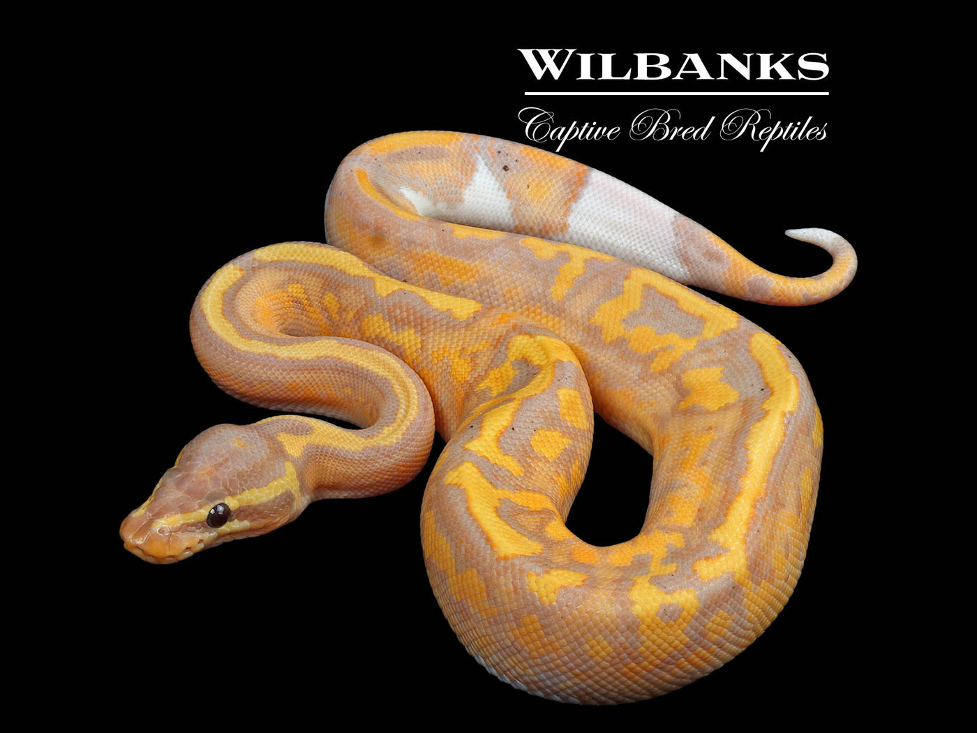 Banana Pied Yellow Belly Ball Python ♂ '24