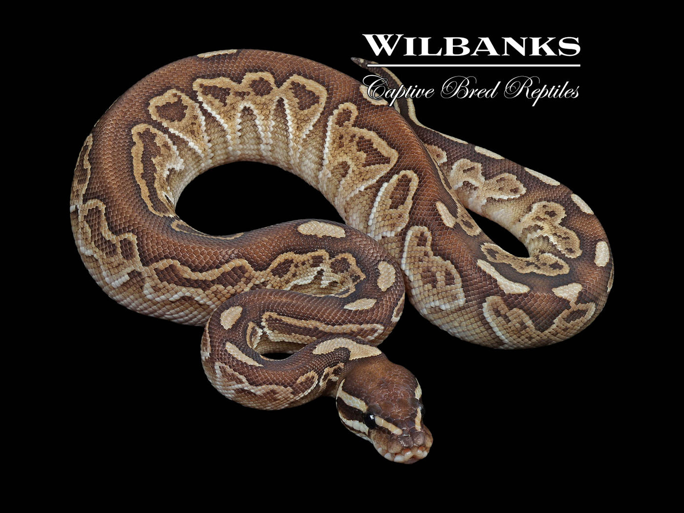 Butter Sable 100% Het. Axanthic (VPI) Ball Python ♂ '24