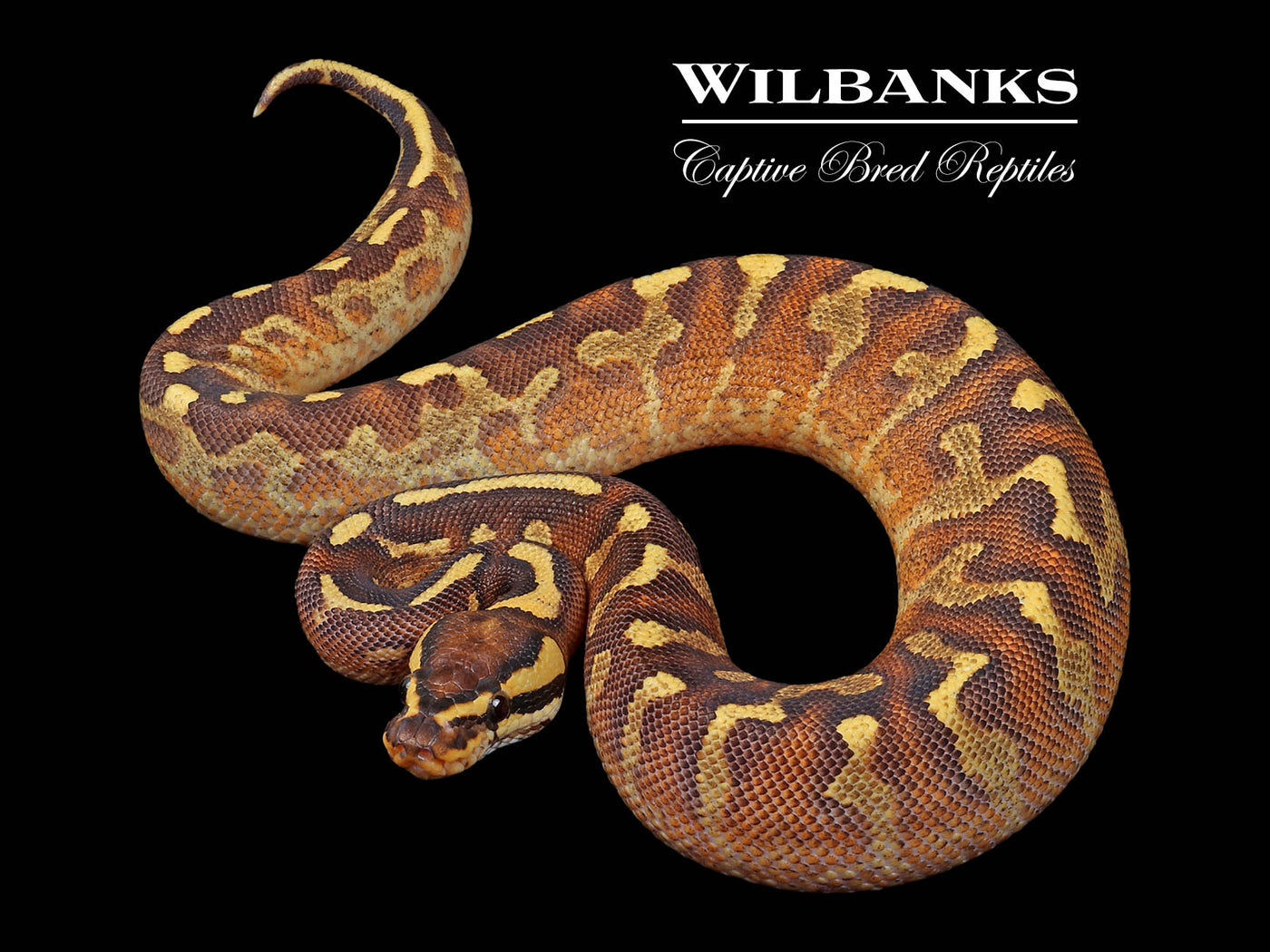 Enchi Super Asphalt Ball Python ♂ '24