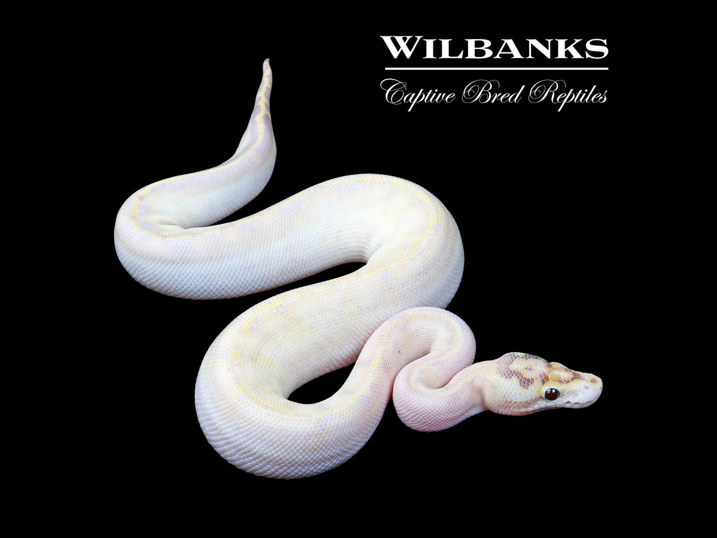 Ivory Enchi Ball Python ♀ '24