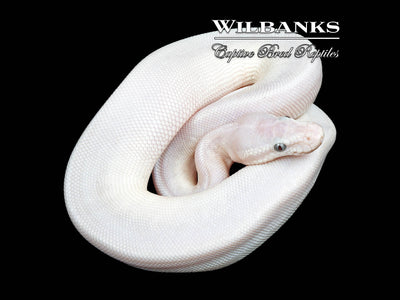 Blue Eyed Leucistic (Super Mojave) Ball Python ♂ '24