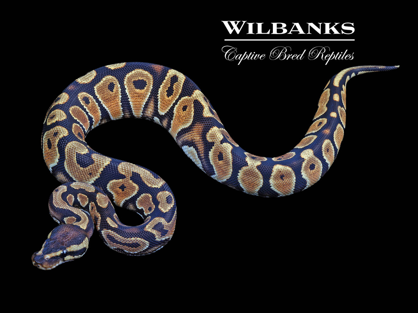 Orange Dream Yellow Belly Ball Python ♀ '24