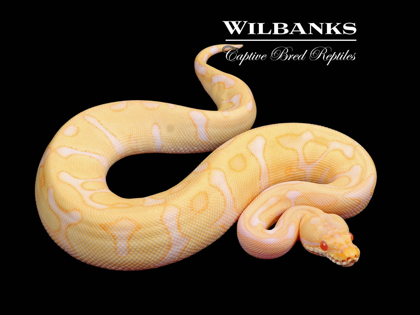 Albino Leopard Enchi Ball Python ♀ '24