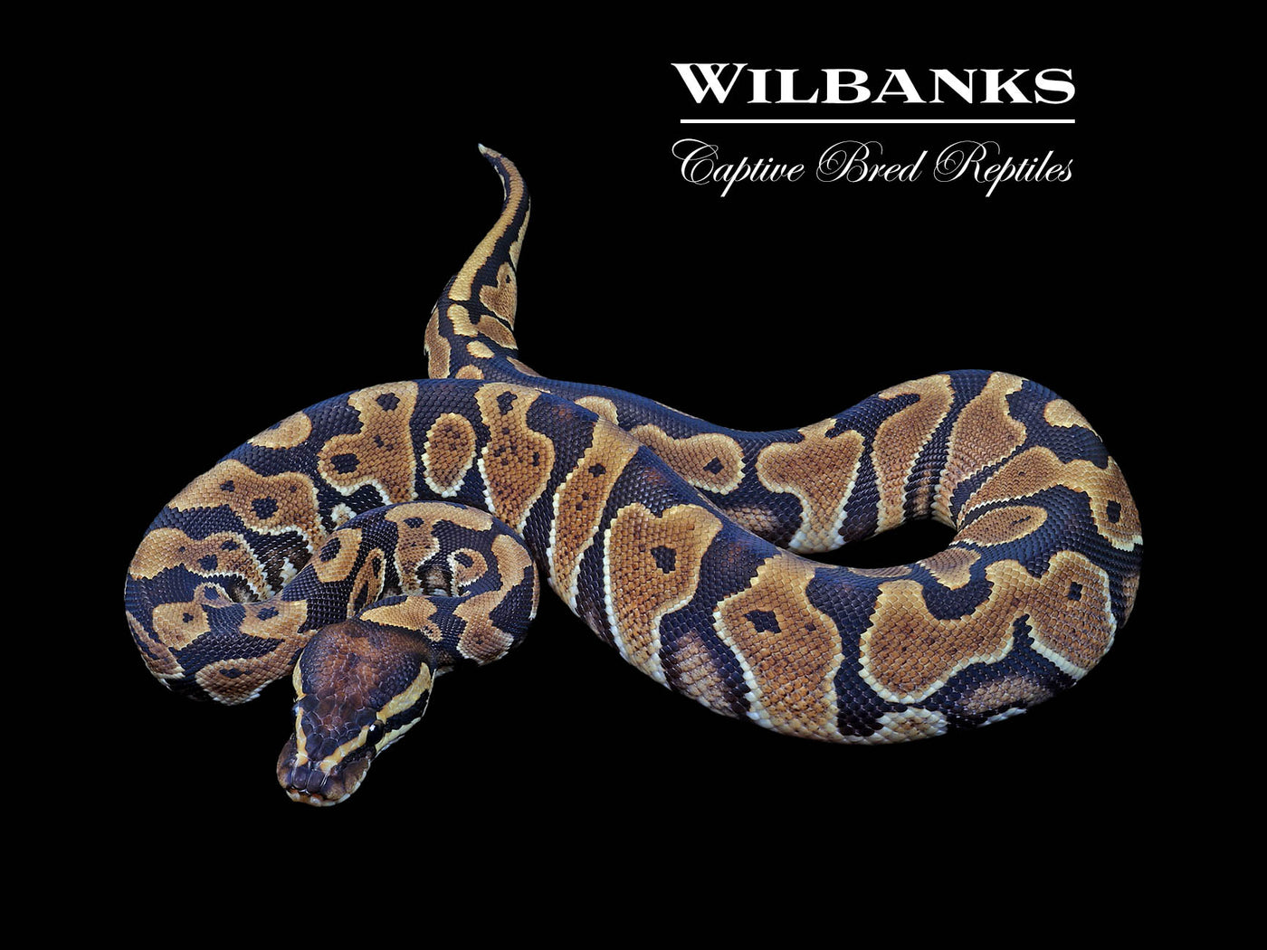 Asphalt 100% Het Candy Ball Python ♂ '24