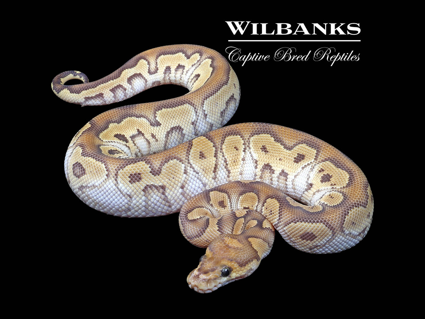 Mojave Clown Ball Python ♂ '24