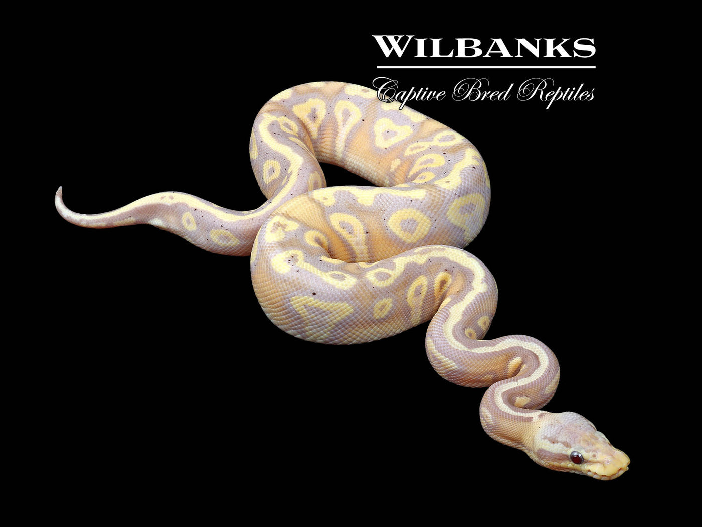 Banana Mahogany Pastel Yellow Belly Ball Python ♀ '24