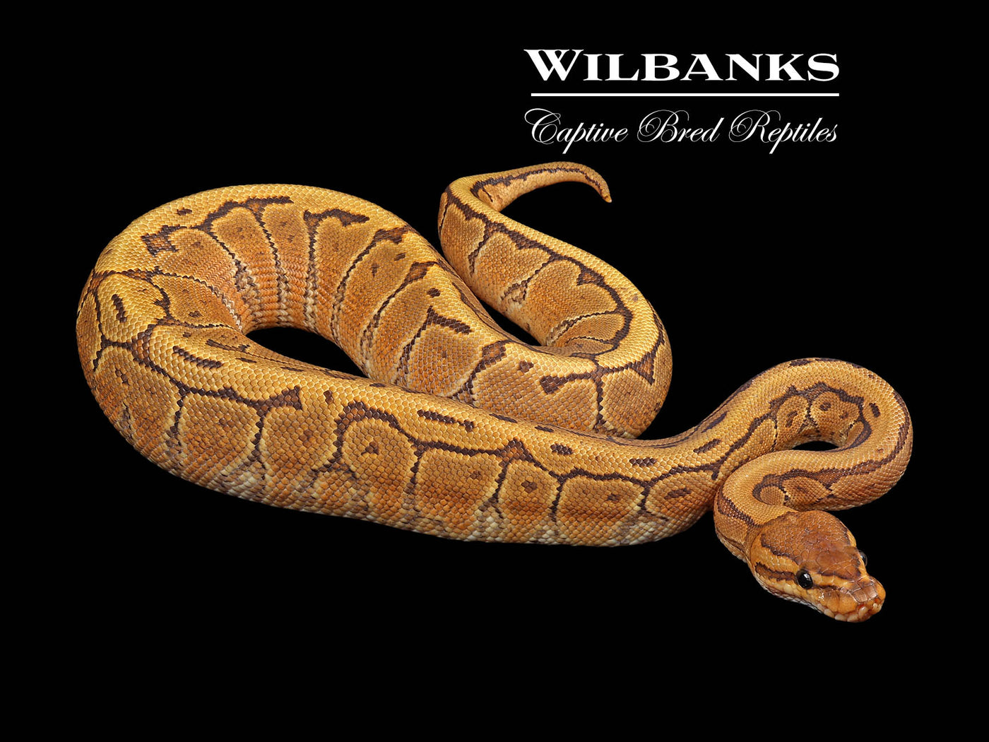 Orange Crush Pinstripe Ball Python ♀ '24